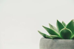 Workplace Wellness Header